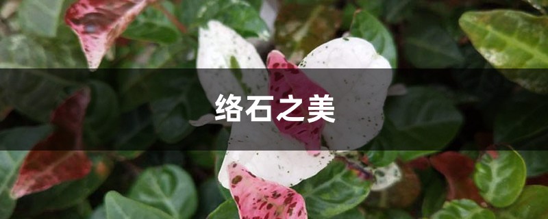 络石之美 络石之美