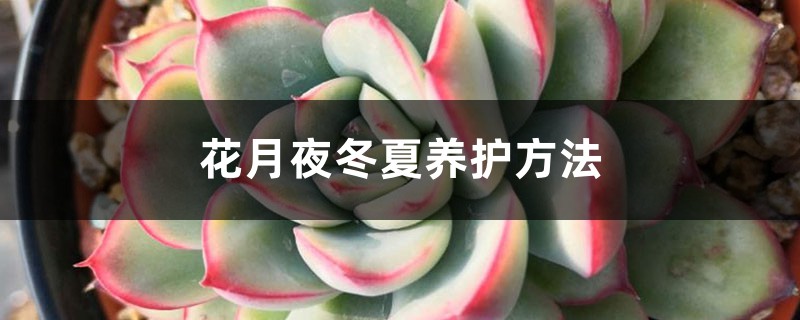 花月夜冬夏养护方法 花月夜冬夏养护方法