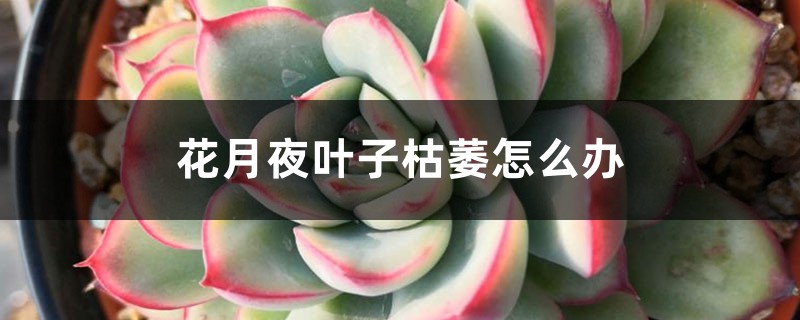 花月夜叶子枯萎怎么办 花月夜叶子枯萎怎么办