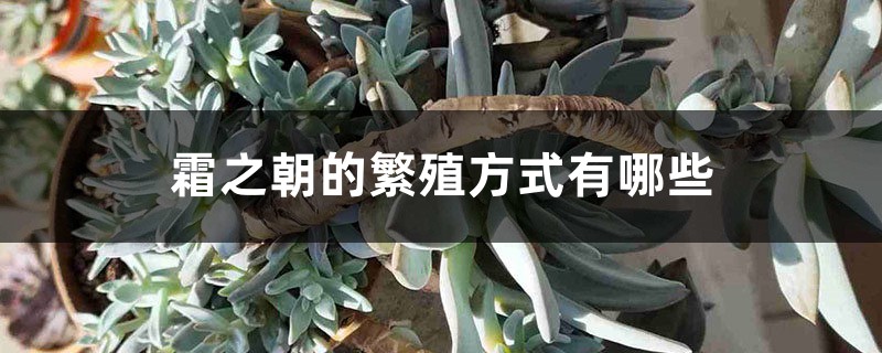 霜之朝的繁殖方式有哪些 霜之朝的繁殖方式有哪些