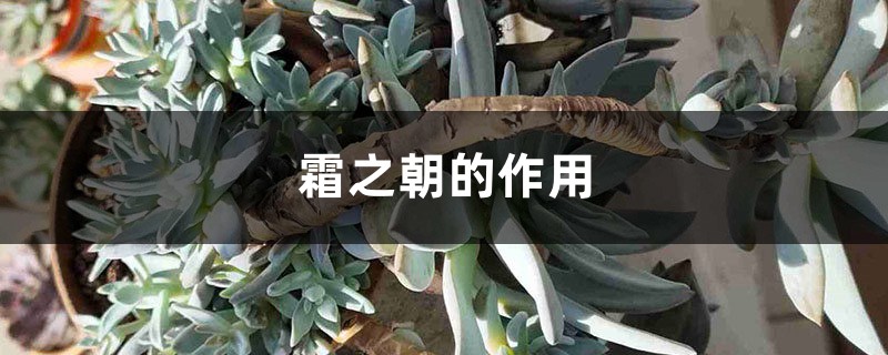 霜之朝的作用 霜之朝的作用