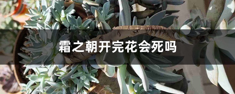 霜之朝开完花会死吗 霜之朝开完花会死吗