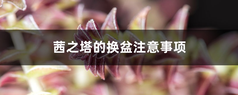 茜之塔的换盆注意事项 茜之塔的换盆注意事项