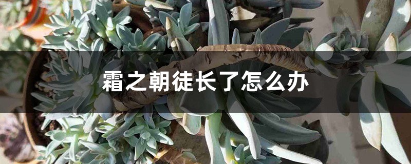 霜之朝徒长了怎么办 霜之朝徒长了怎么办