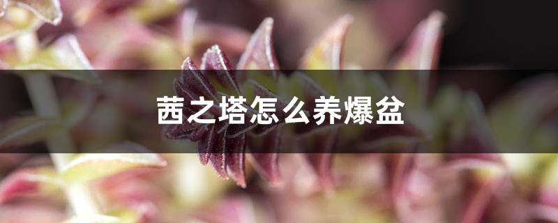 茜之塔怎么养爆盆 茜之塔怎么养爆盆