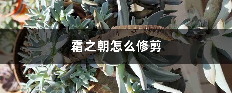 霜之朝怎么修剪 霜之朝怎么修剪