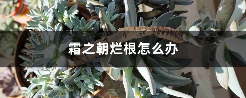 霜之朝烂根怎么办 霜之朝烂根怎么办