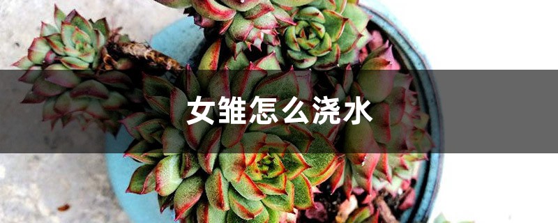 女雏怎么浇水 女雏怎么浇水