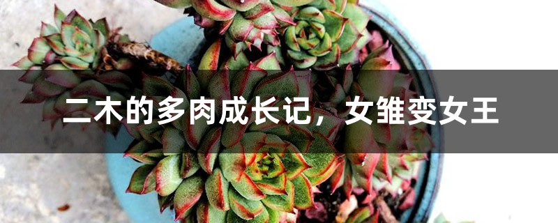 二木的多肉成长记,女雏变女王 二木的多肉成长记,女雏变女王