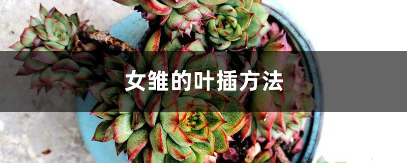 女雏的叶插方法 女雏的叶插方法