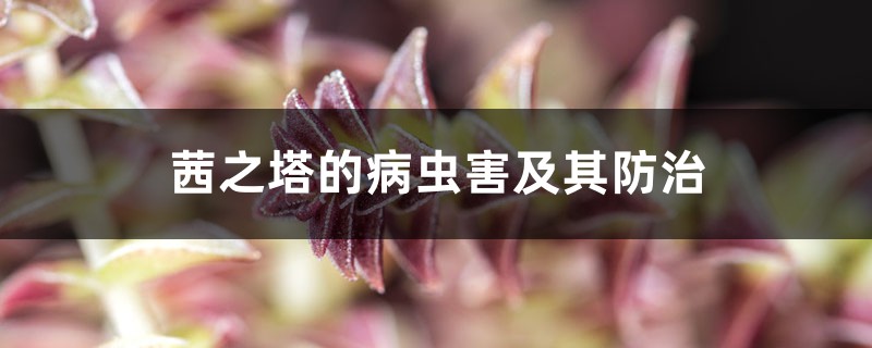 茜之塔的病虫害及其防治 茜之塔的病虫害及其防治
