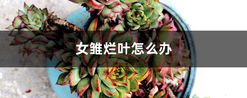 女雏烂叶怎么办 女雏烂叶怎么办