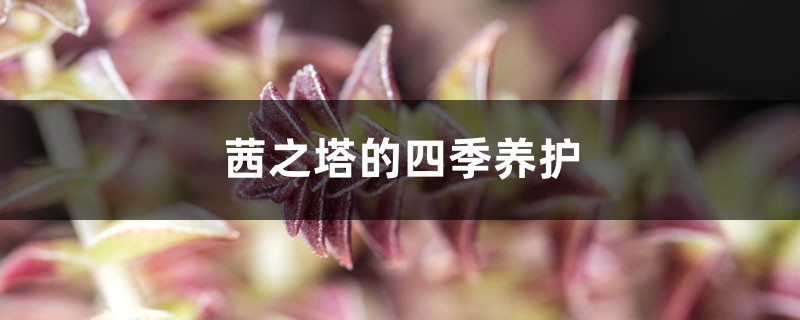 茜之塔的四季养护 茜之塔的四季养护