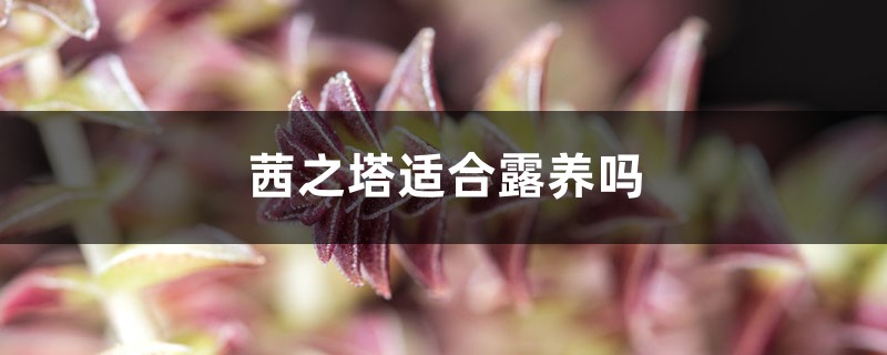 茜之塔适合露养吗 茜之塔适合露养吗