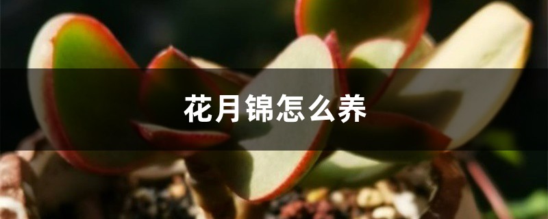 花月锦怎么养 花月锦怎么养