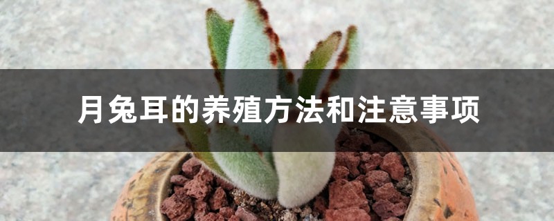 月兔耳的养殖方法和注意事项 月兔耳的养殖方法和注意事项
