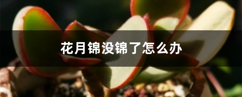 花月锦没锦了怎么办 花月锦没锦了怎么办