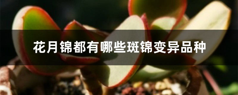 花月锦都有哪些斑锦变异品种 花月锦都有哪些斑锦变异品种