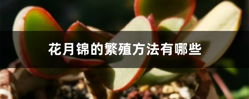 花月锦的繁殖方法有哪些 花月锦的繁殖方法有哪些