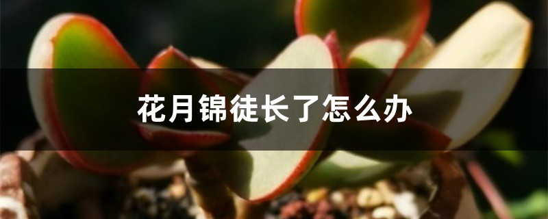 花月锦徒长了怎么办 花月锦徒长了怎么办