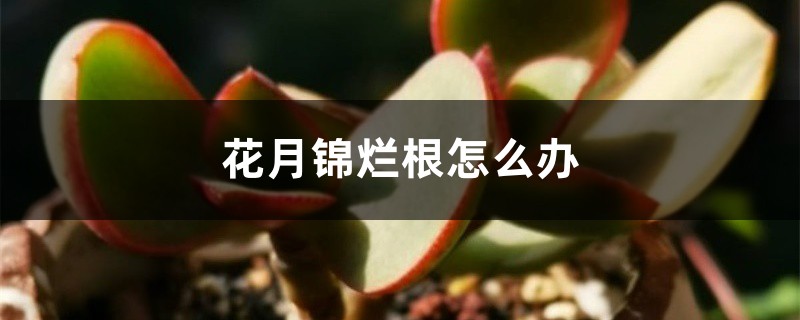 花月锦烂根怎么办 花月锦烂根怎么办