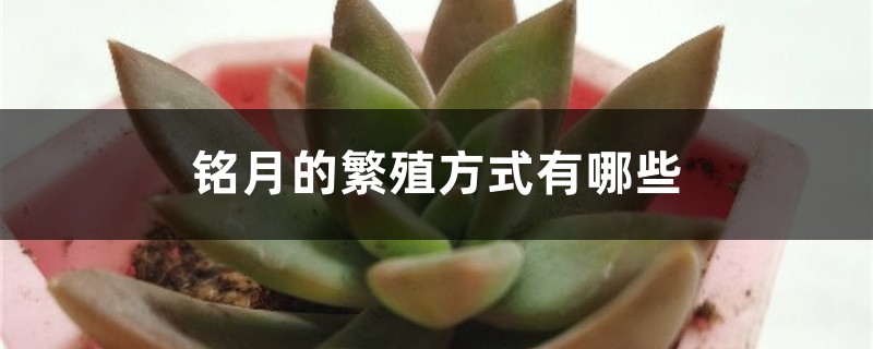 铭月的繁殖方式有哪些 铭月的繁殖方式有哪些