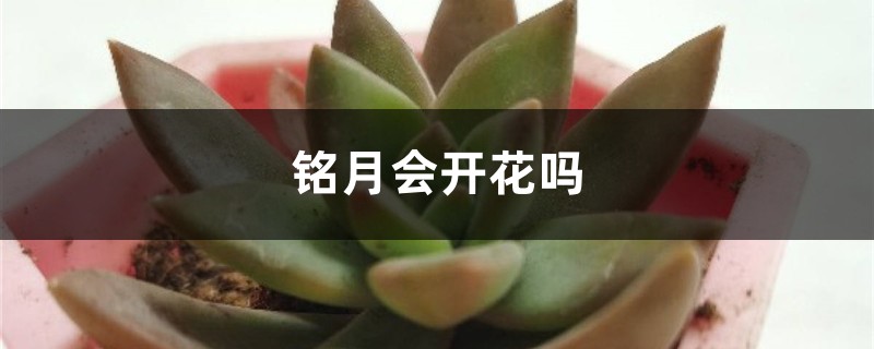铭月会开花吗 铭月会开花吗