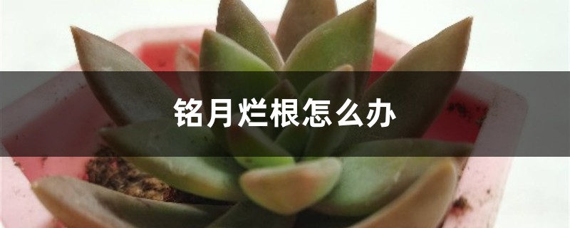 铭月烂根怎么办 铭月烂根怎么办