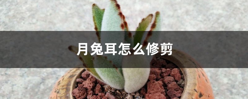 月兔耳怎么修剪 月兔耳怎么修剪