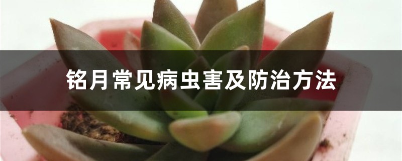 铭月常见病虫害及防治方法 铭月常见病虫害及防治方法