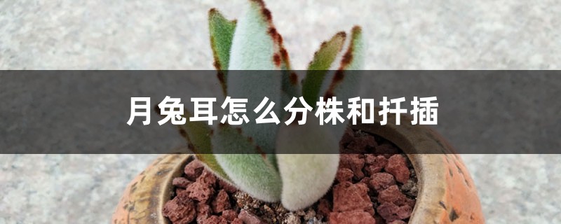月兔耳怎么分株和扦插 月兔耳怎么分株和扦插