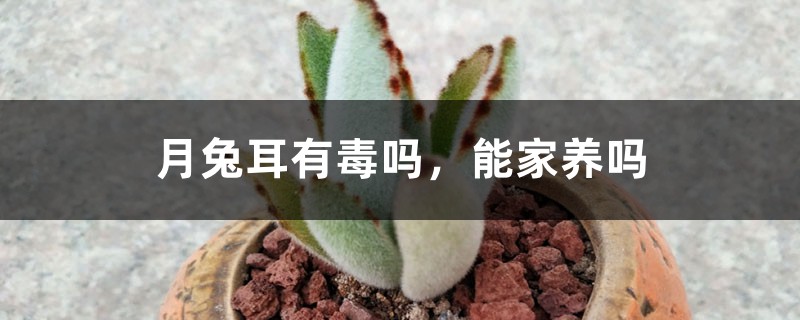 月兔耳有毒吗,能家养吗 月兔耳有毒吗,能家养吗