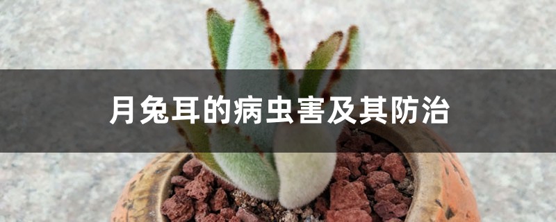 月兔耳的病虫害及其防治 月兔耳的病虫害及其防治