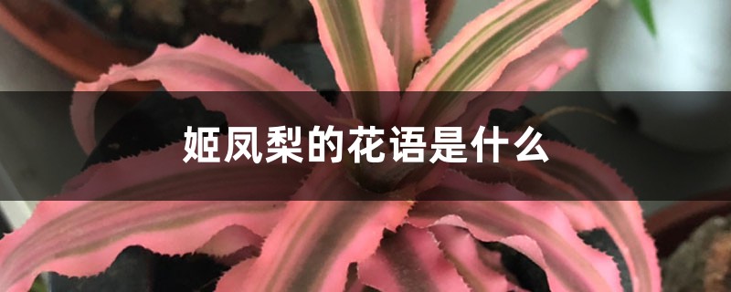 姬凤梨的花语是什么 姬凤梨的花语是什么