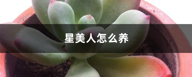 星美人怎么养 星美人怎么养