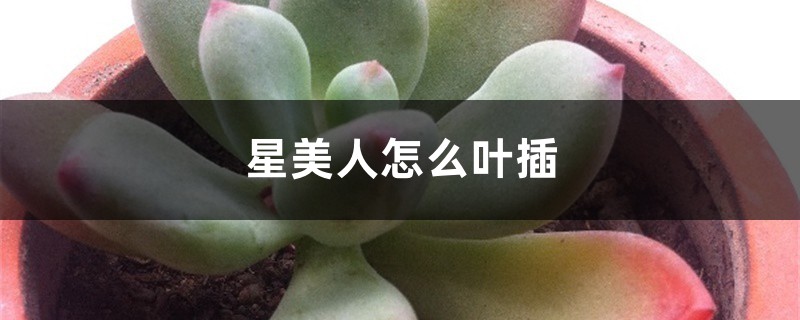 星美人怎么叶插