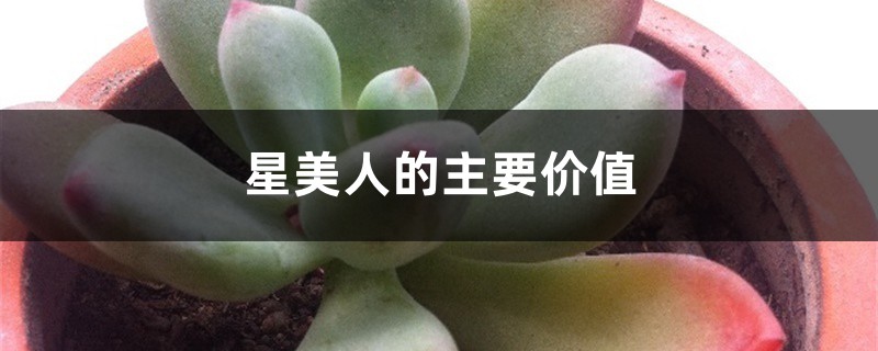 星美人的主要价值 星美人的主要价值