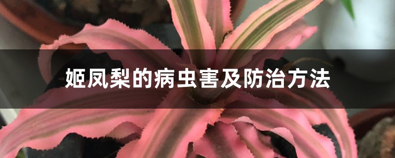 姬凤梨的病虫害及防治方法 姬凤梨的病虫害及防治方法