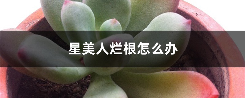 星美人烂根怎么办 星美人烂根怎么办
