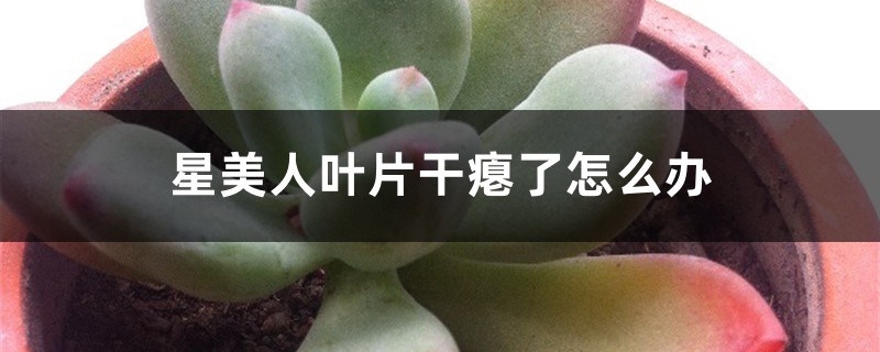 星美人叶片干瘪了怎么办 星美人叶片干瘪了怎么办