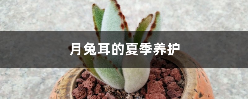 月兔耳的夏季养护 月兔耳的夏季养护