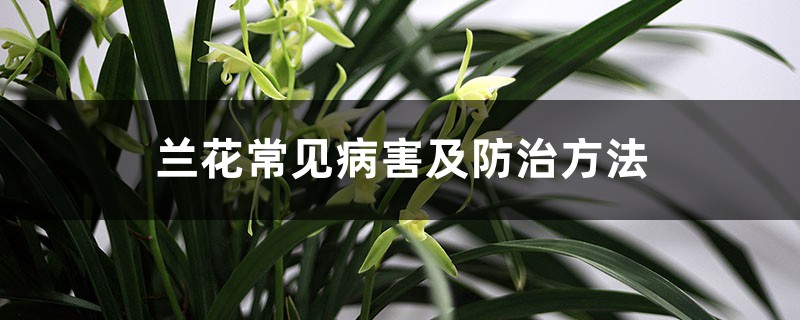 兰花常见病害及防治方法 兰花常见病害及防治方法