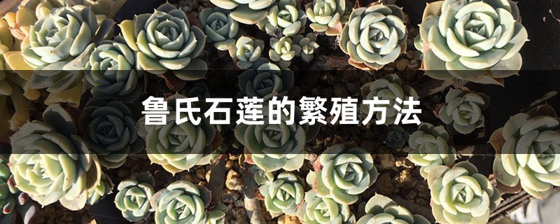 鲁氏石莲的繁殖方法 鲁氏石莲的繁殖方法