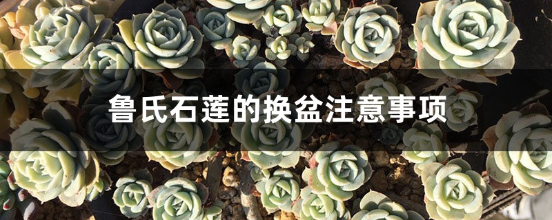鲁氏石莲的换盆注意事项 鲁氏石莲的换盆注意事项