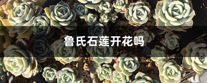 鲁氏石莲开花吗 鲁氏石莲开花吗