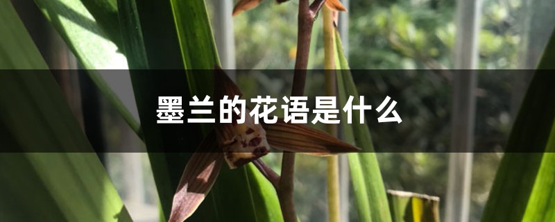 墨兰的花语是什么 墨兰的花语是什么