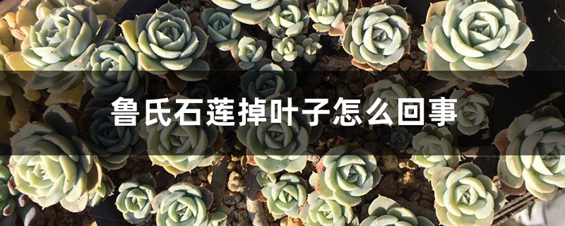 鲁氏石莲掉叶子怎么回事 鲁氏石莲掉叶子怎么回事