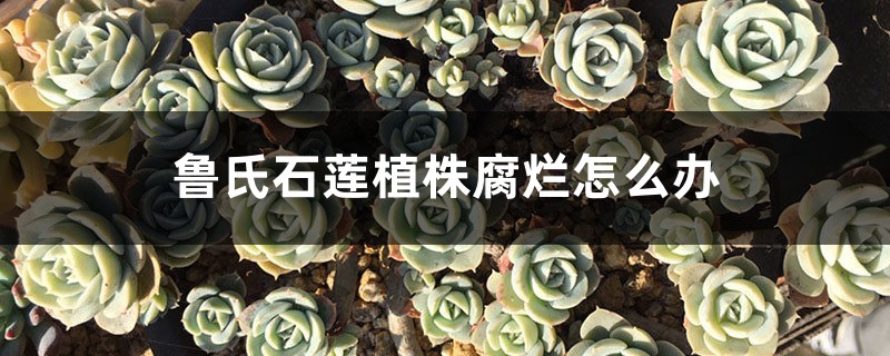 鲁氏石莲植株腐烂怎么办 鲁氏石莲植株腐烂怎么办