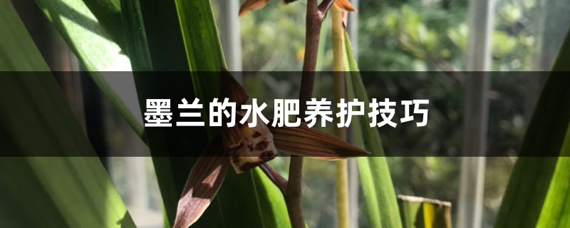 墨兰的水肥养护技巧 墨兰的水肥养护技巧