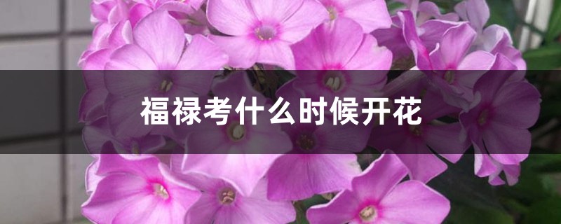 福禄考什么时候开花 福禄考什么时候开花